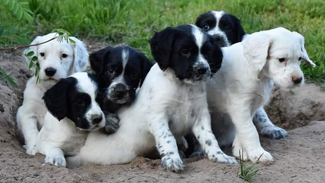 Englanninsetterin pennut Kynäsjoen kennel. Jahti&Vahti