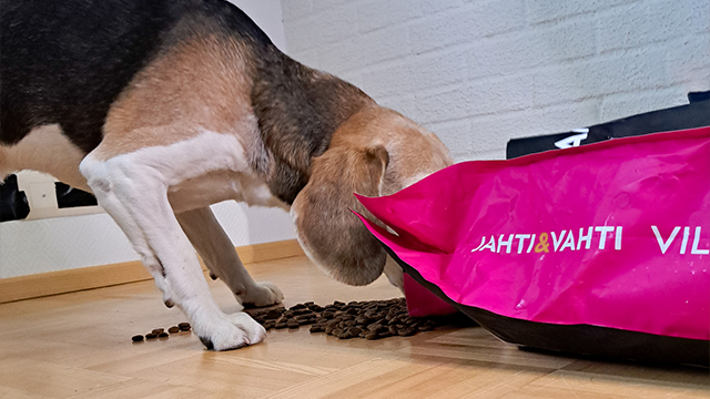 Jahti&Vahti koiranruoka, viljaton koiranruoka, beagle, koira syö