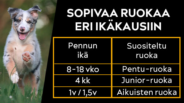 Koiranpennulle sopivaa ruokaa eri ikäkaudet huomioiden.