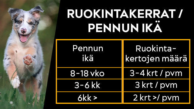 Koiranpennun ruokintakerrat suhteessa pennun ikään.